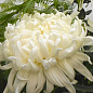 Хризантема  "Cosmo White" (низкорослая крупноцветковая)