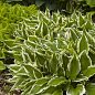 Хоста "Undulata Albomarginata" 