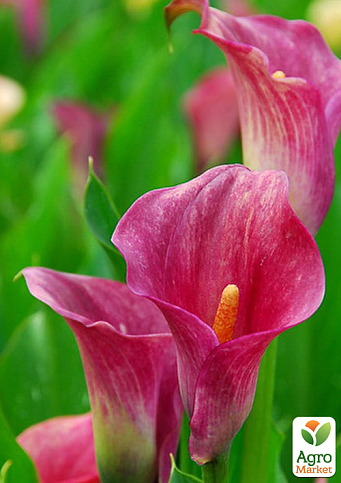 Калла "Peppermint Twist" - фото 5