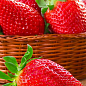 Клубника "Мальга" (Malga) (ранний,  ремонтантный, крупноплодный сорт)