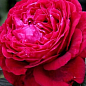 Роза флорибунда "4 ветров"(Rose des 4 Vents) (саженец класса АА+) высший сорт