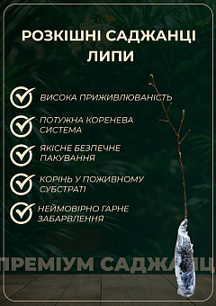 Ексклюзив! Липа яскраво-зелена "Ремедіал" (морозостійкий медонос) висота 50-100см2