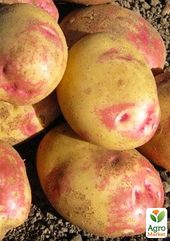 Картопля "Пікассо" насіннєва пізньостигла  (1 репродукція) 1кг