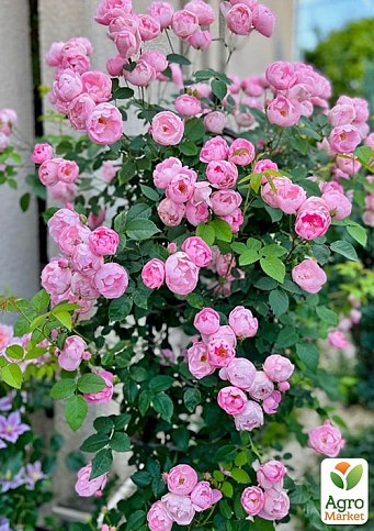 Роза плетистая "Jasmina" (саженец класса АА+) высший сорт - фото 3