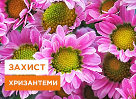 Боротьба з трипсами на хризантемі: поради від Agro-Market - корисні статті про садівництво від Agro-Market