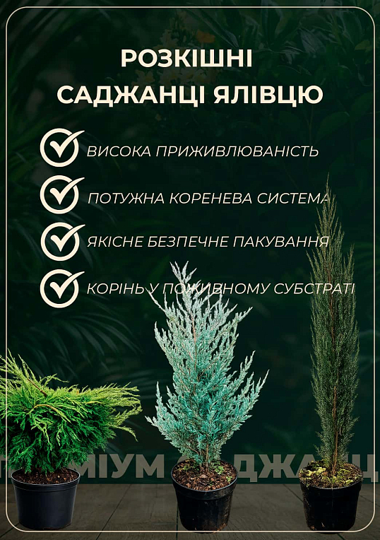 Ялівець скельний "Moonglow" (ком/сітка) висота 170-190 см