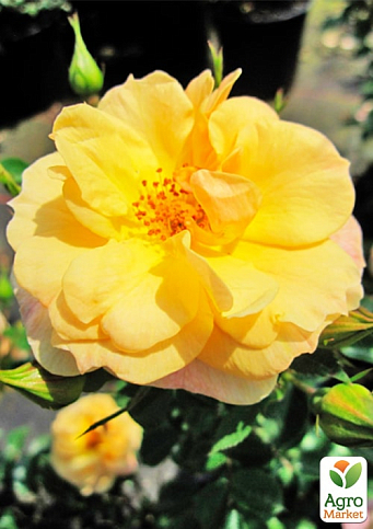 Роза плетистая "Зорба" (саженец класса АА+) высший сорт - фото 2