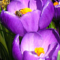 Крокус ботанічний "Barr's Purple" (розмір 5/7, середній) 5шт в упаковці