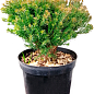 Туя західна "Anniek" вазон C2 висота 15-20см купить