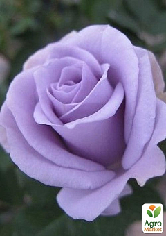 Троянда флорибунда "Turn Blue" (саджанець класу АА+) вищий сорт1