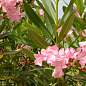 LMTD Олеандр цветущий 3-х летний "Dwarf Rose" (45-65см)