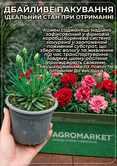 Гвоздика Махровая "Carmen Red" 15