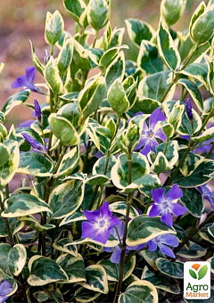 Барвінок великий "Variegata" вазон С32