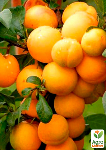 Слива колоновидная желтая медовая (летний сорт) - фото 2