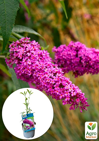 LMTD Буддлея Давида "Royal Red" высота 35-50см