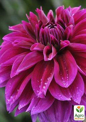 Георгина "Thomas A Edisson" (гигантский цветок)