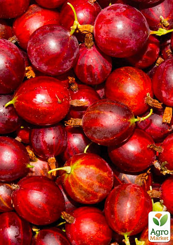 Аґрус "Гранд" (ранній термін дозрівання, високоврожайний сорт) - фото 4