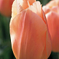 Тюльпан "Apricot Beauty" 