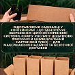 Банан Карликовий Кавендіш (Dwarf Cavendish)