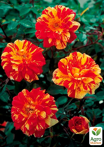 Троянда дрібноквіткова (спрей) "Сашаба" (Sashaba) (саджанець класу АА +) вищий сорт