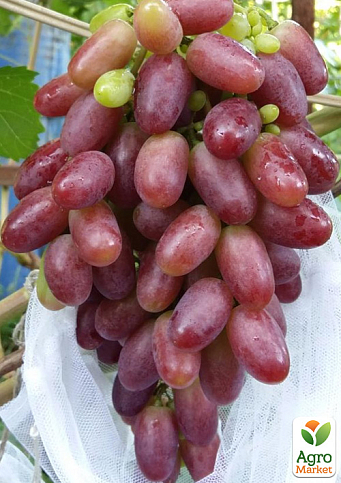 Виноград "Ризамат" (ранне-средний срок созревания, высокоурожайный сорт) - фото 3