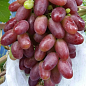 Виноград "Ризамат" (ранне-средний срок созревания, высокоурожайный сорт) цена
