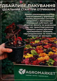 Гейхера (Heuchera) "Tokyo" С1 (высота 15-30см)4