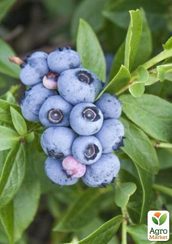Голубика 3-х летняя "Блюджей" (Bluejey) С3 высота 60-80см - фото 7