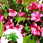 Вейгела цветущая 2-х летняя "Rumba" С2, высота 20-40см