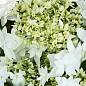 LMTD Гортензия махровая 4-х летняя "Finya Teller White" (40-60см)