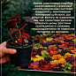 Гейхера (Heuchera) "Tokyo" С1 (высота 15-30см)