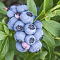 Голубика 3-х летняя "Блюджей" (Bluejey) С3 высота 60-80см