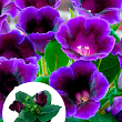 Глоксінія "Violacea" висота 20см