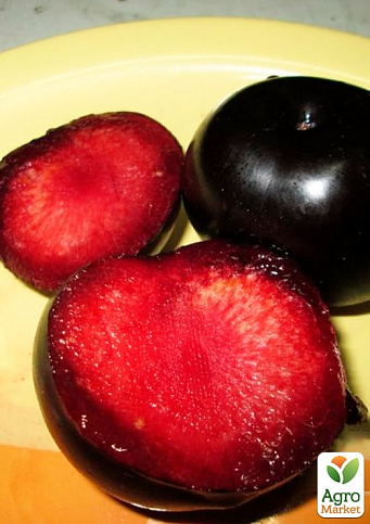 Слива "Блек Даймонд" (Black Diamond) (літній сорт, середній термін дозрівання)