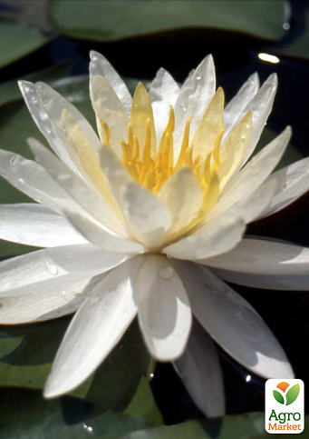 Нимфея "Virginia"