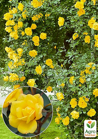 Роза плетистая "Лаура Форд" в контейнере, высший сорт