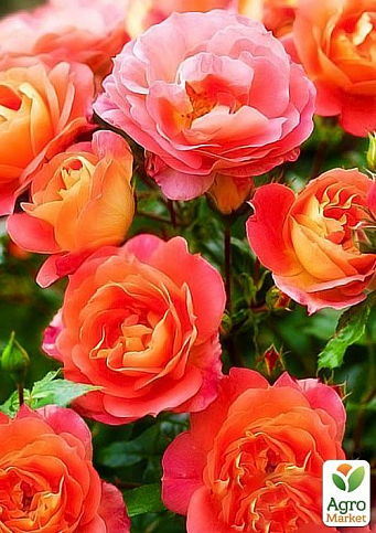 Роза флорибунда "Гебрюдер Гримм" (саженец класса АА+) высший сорт