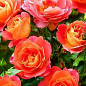 Троянда флорибунда "Гебрюдер Грімм" (саджанець класу АА +) вищий сорт