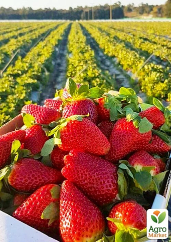 Клубника садовая ремонтантная "Ania" укорененная в контейнере - фото 6