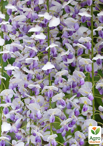 Гліцинія 3-річна китайська "Нага Нода" (Wisteria chinensis Naga Noda) С2, висота саджанця 60-100см - фото 3
