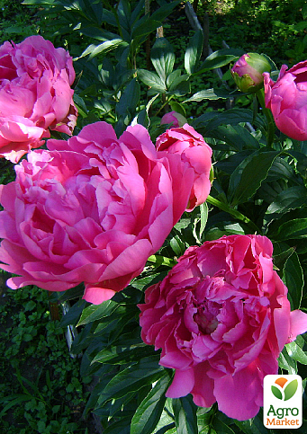 Півонія трав'яниста "Edvin C. Bills" 1шт в упаковці