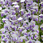 Гліцинія 3-річна китайська "Нага Нода" (Wisteria chinensis Naga Noda) С2, висота саджанця 60-100см цена