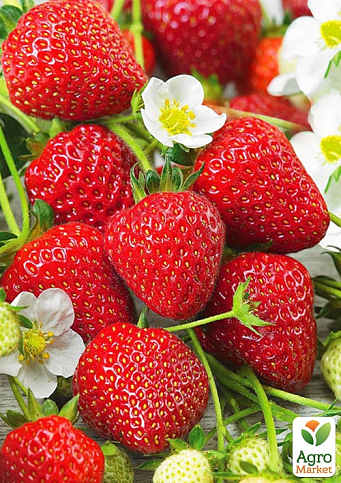 LMTD Клубника ремонтантная "Ostara" (ранний срок созревания)  - фото 3
