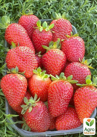 Клубника "Альбион" (Albion) (ремонтантный крупноплодный сорт) - фото 8