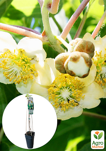 LMTD Ківі "Atlas" (чоловічий запилювач сортовий, укорінений)