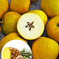Яблуня «Пітмастон» (з мускатно-горіховим смаком і ананасовим післясмаком, пізній термін дозрівання)