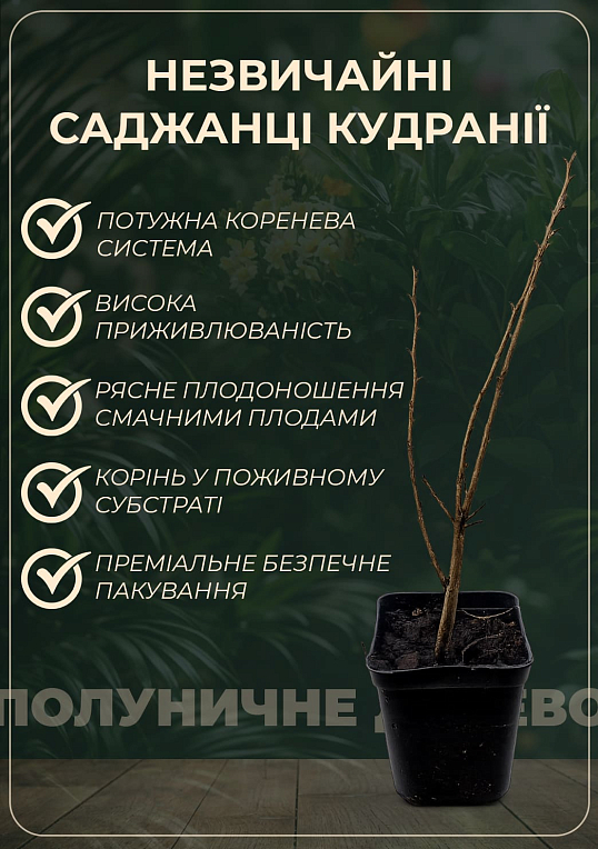 Эксклюзив! Клубничное дерево "Симфония вкуса" (Кудрания, перекрёстное опыление) - фото 4