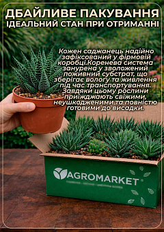 LMTD Хавортия Лимолистная (Haworthia limifolia) высота растения 10см6