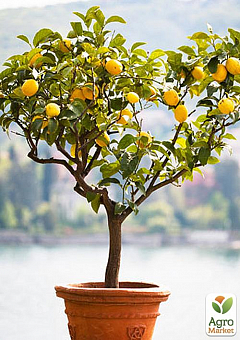 Лимон "Мейєра" (висота 75-100см) вік саджанця 4 роки2