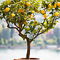Лимон "Мейєра" (висота 75-100см) вік саджанця 4 роки